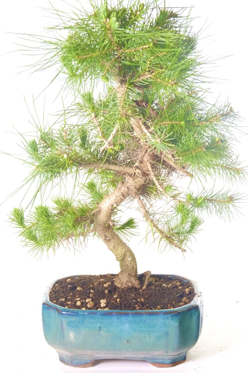 Wonderful Aleppo Mediterranean Top Quality Pine Bonsai with Incredible Structure
