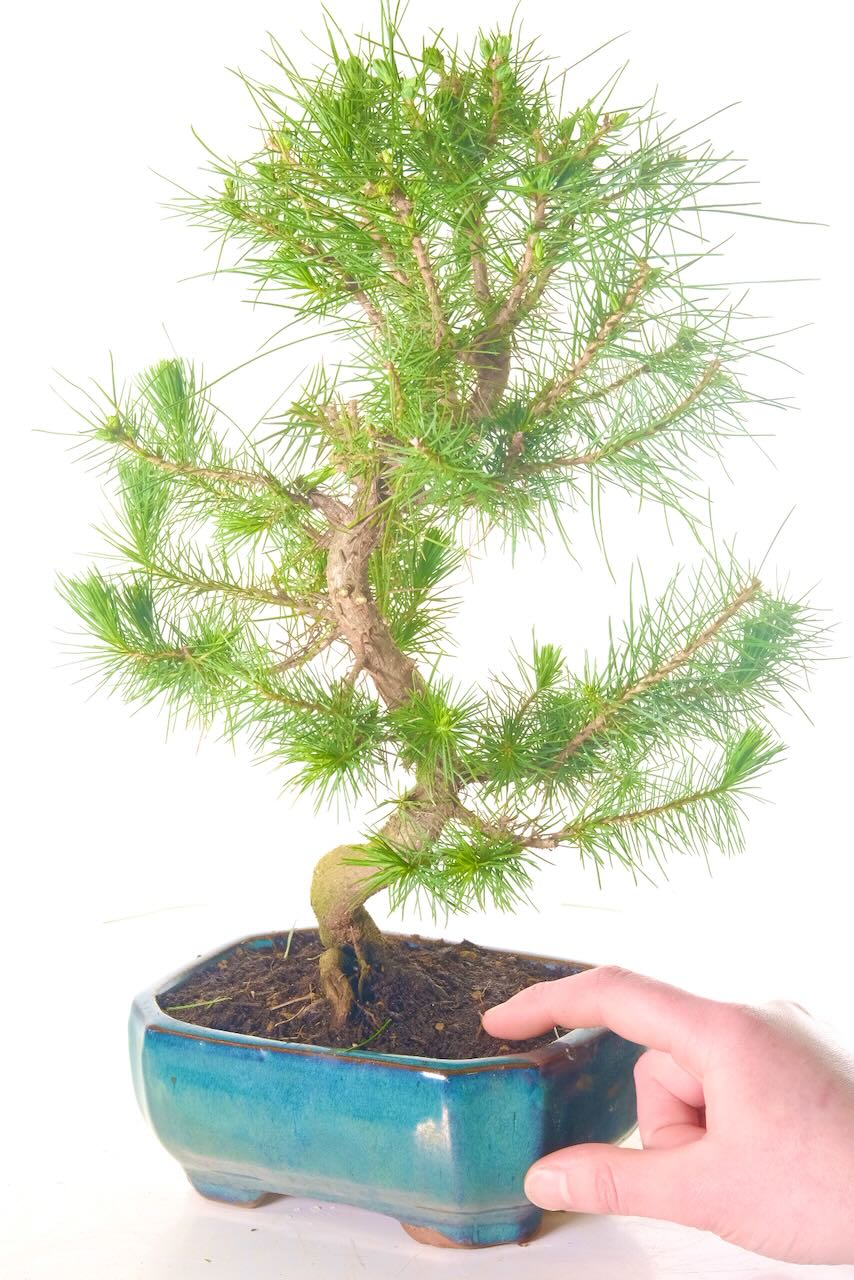 Comes potted in a pretty coloured pot