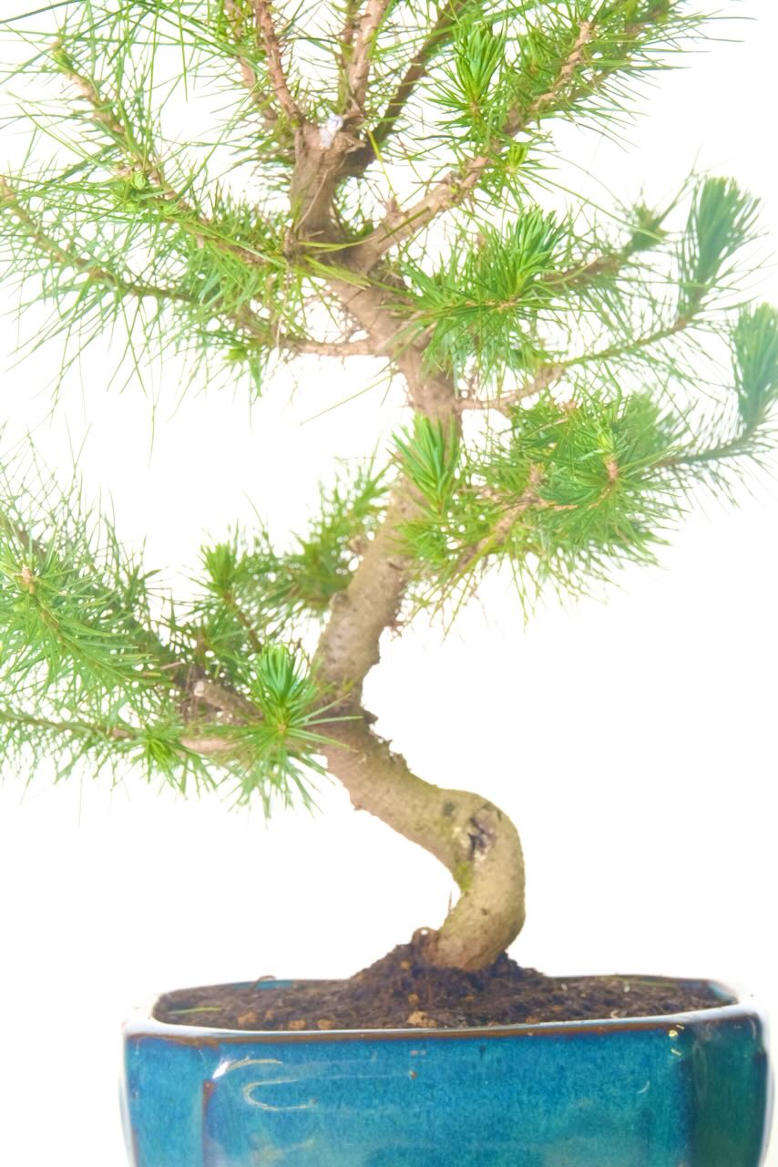 soft movement of the trunk of this pinus bonsai tree
