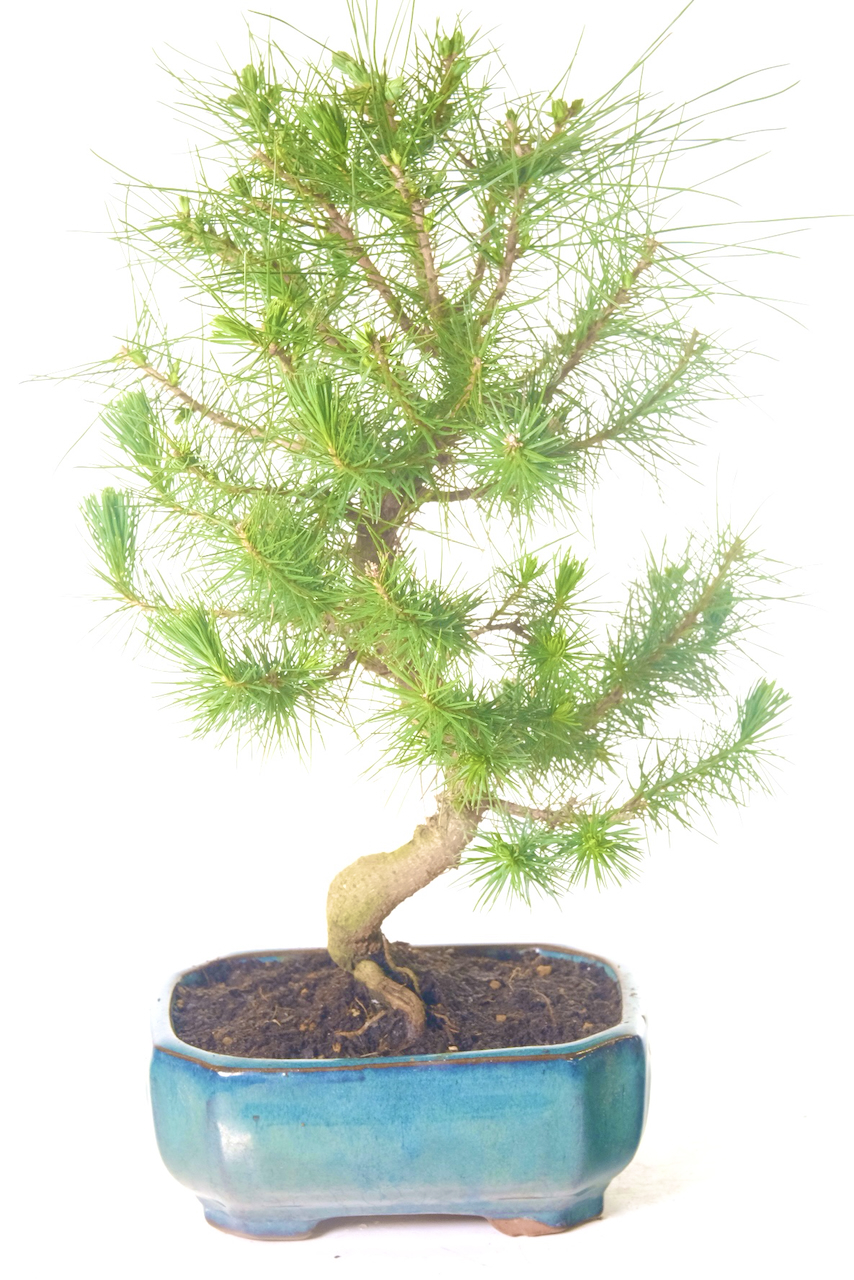 Aleppo Mediterranean Pine Bonsai - Gentle Movement and Soft Curves