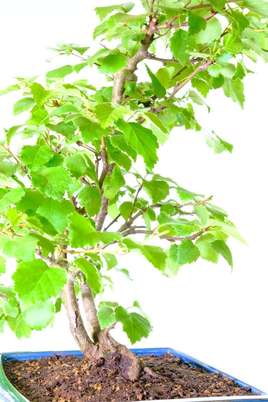 A very pretty silver birch bonsai tree for sale