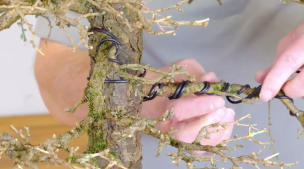 Part 2 - Wiring the branches of the Larch Bonsai tree