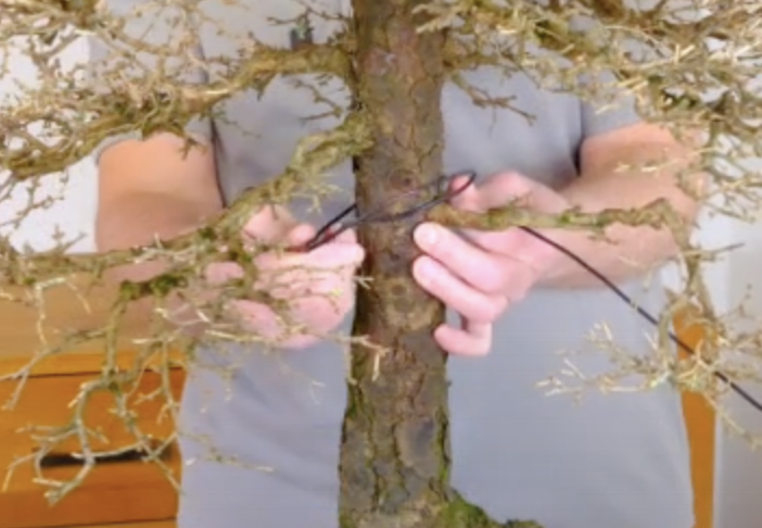 Anchor the wire firmly round the trunk before you start