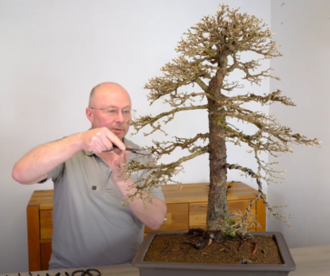Discover the Beauty of Larch Bonsai: Repotting and Root Care [45-46 years old]