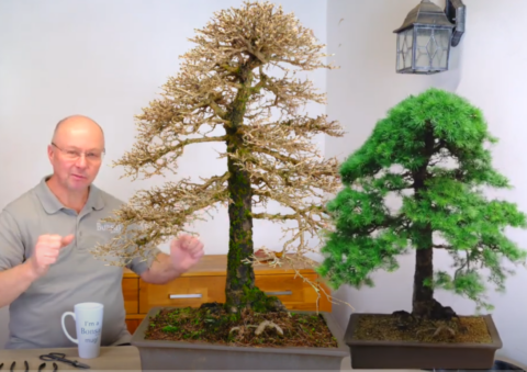 Discover the Beauty of Larch Bonsai: Prune and Re-Style [45-46 years old]