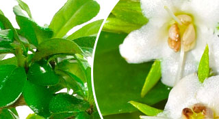 Carmona bonsai tree collection for indoor gardening