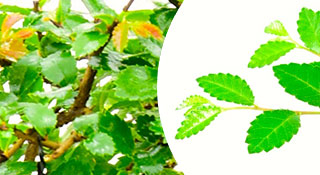 Chinese Elm Bonsai Tree Range for sale | To suit all budgets