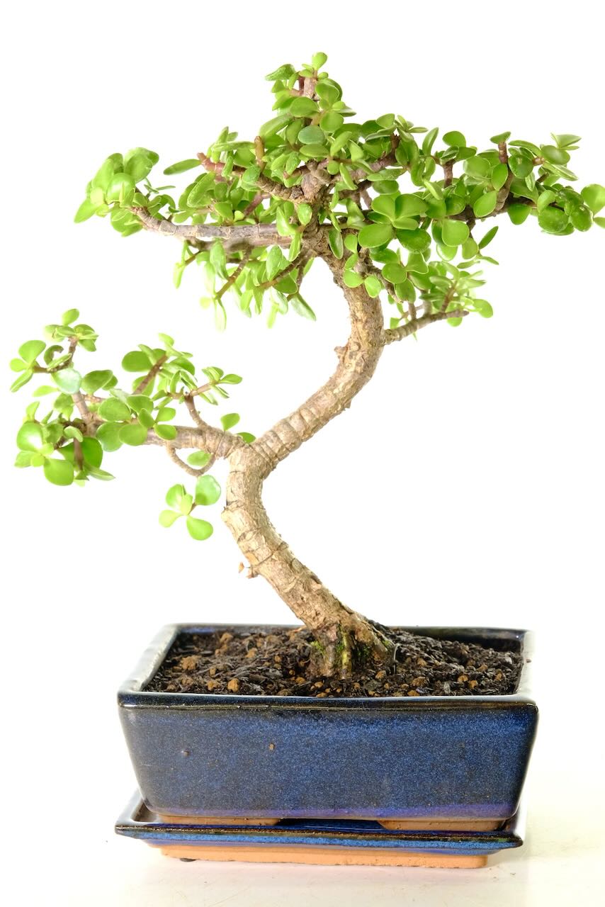 Very easy are beginners indoor money plant for sale