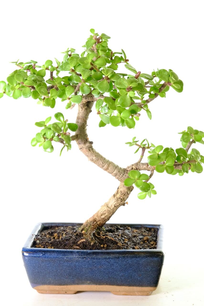 Known as the tree of luck and prosperity