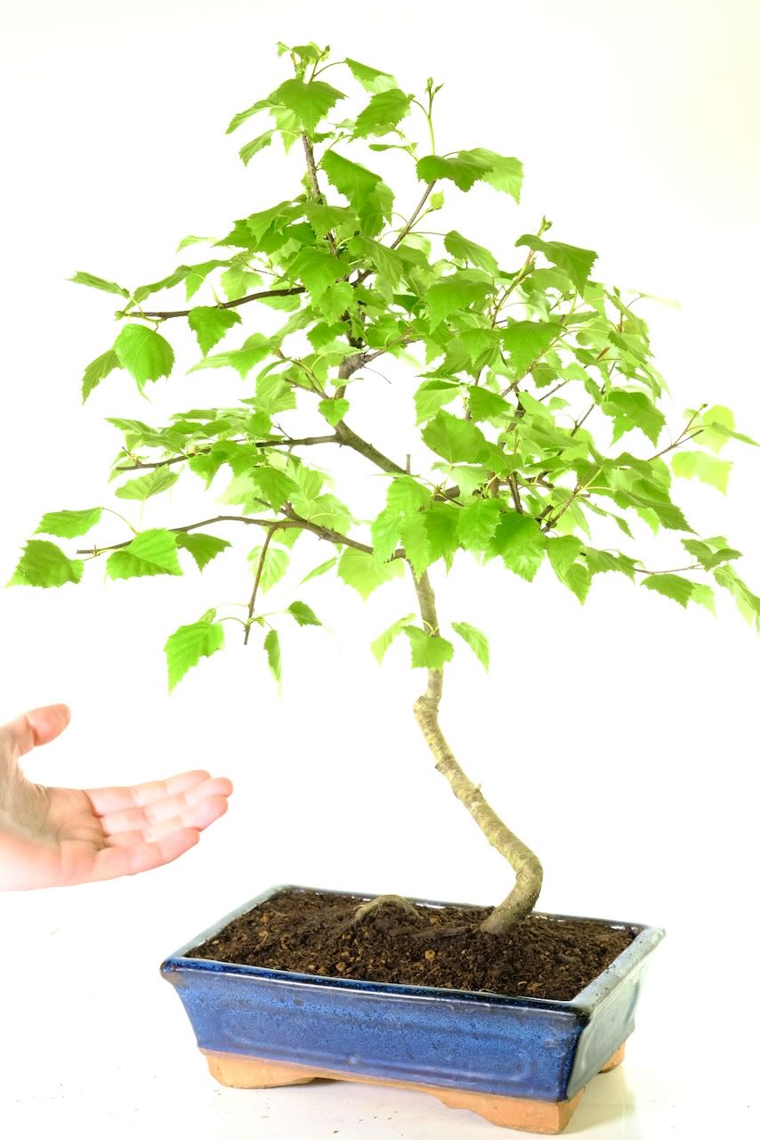 Comes potted in a navy blue ceramic pot - FREE UK delivery & Care instructions included