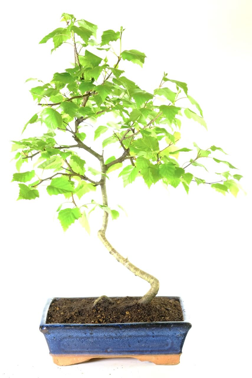 Excellent styling with silver trunk and fresh leaves