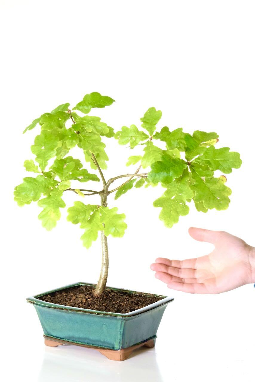 Comes potted in a forest green ceramic bonsai pot