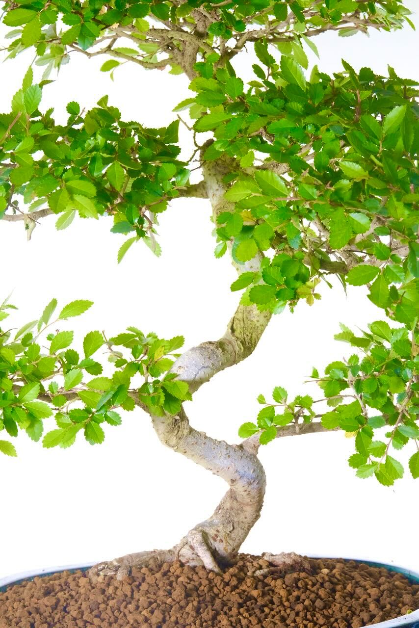 Indoor larger bonsai with elegant flowing trunk and excellent branch placement