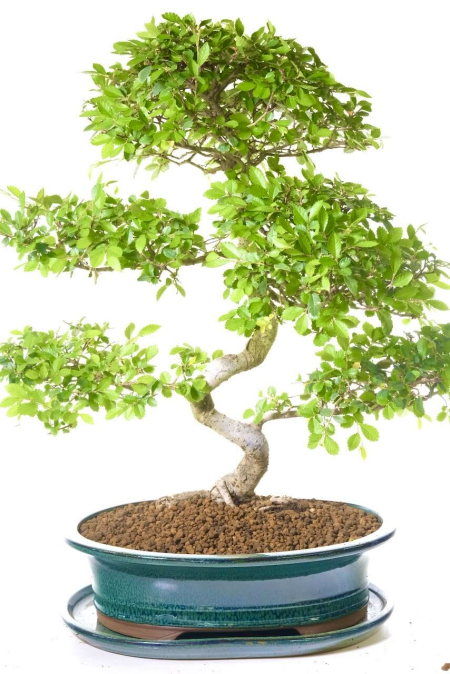 Incredible Twisty bonsai tree in beautiful ceramic pot