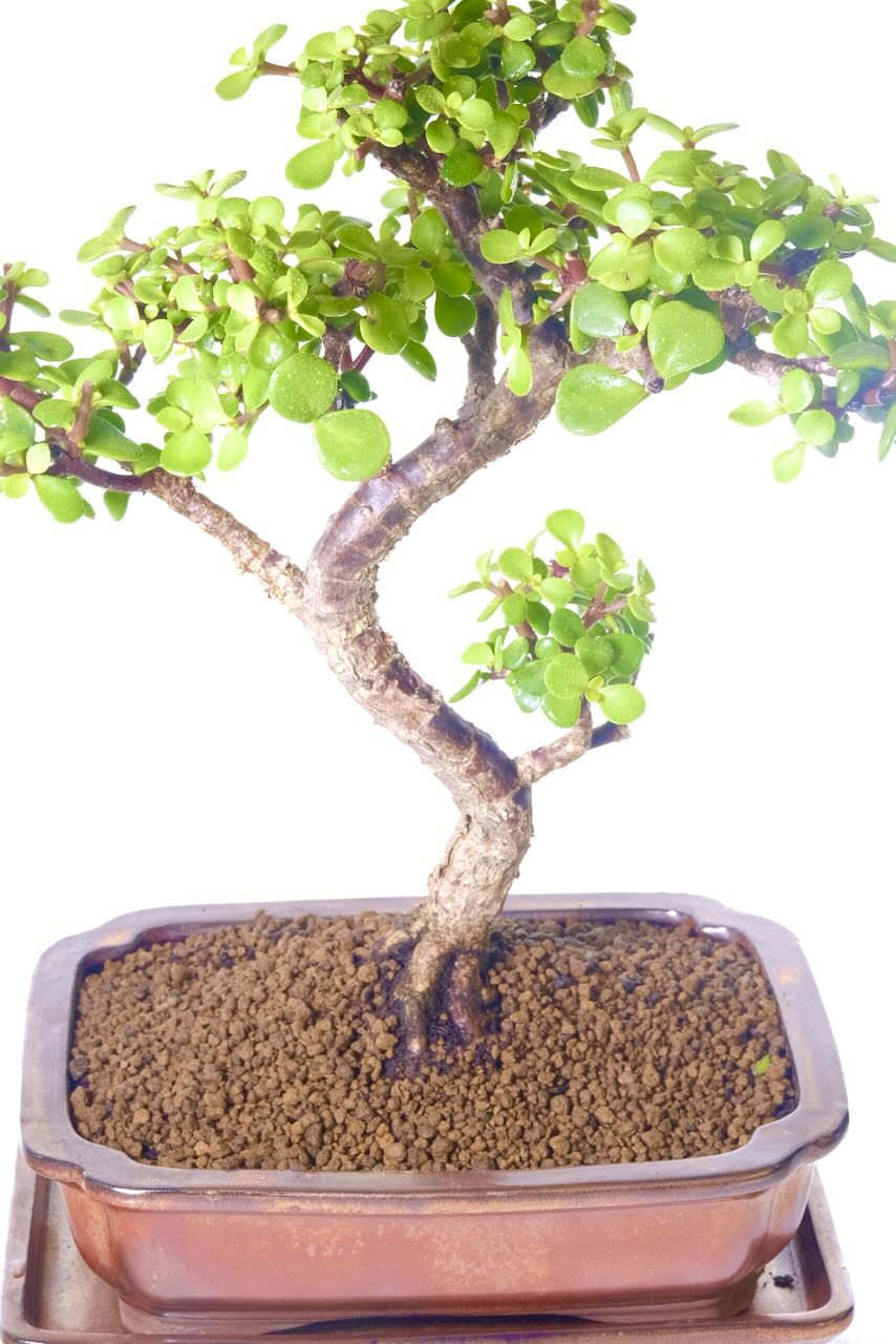 FREE fast delivery available on all bonsai trees | Choose the date
