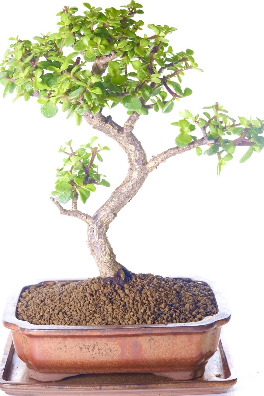 The Jade symbolises good luck & prosperity