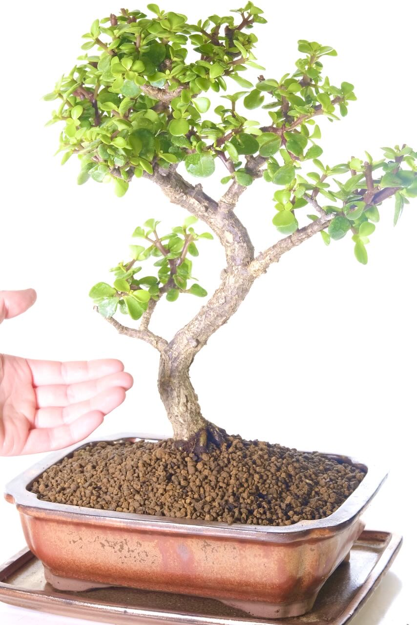 Larger Money tree Bonsai | Sweet 16 year old Lucky Jade Tree