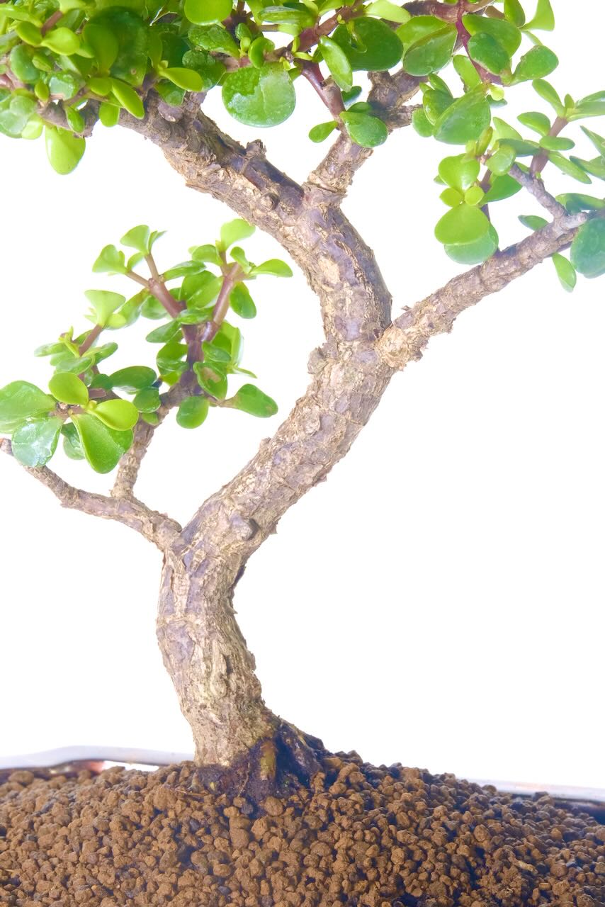 The dynamic trunk flow of this money tree indoor bonsai