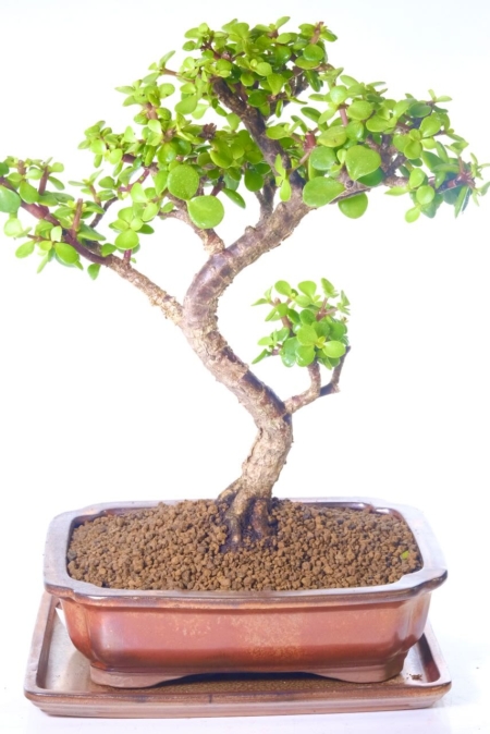 Large Jade Bonsai Tree with Gem-Shaped Leaves | Lucky Money Tree Bonsai