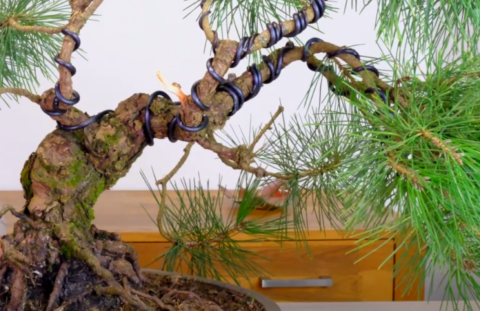Japanese Black Pine Bonsai Wire | Wiring & Styling