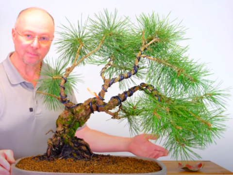 The beauty of this 60 year old Japanese black pine bonsai tree