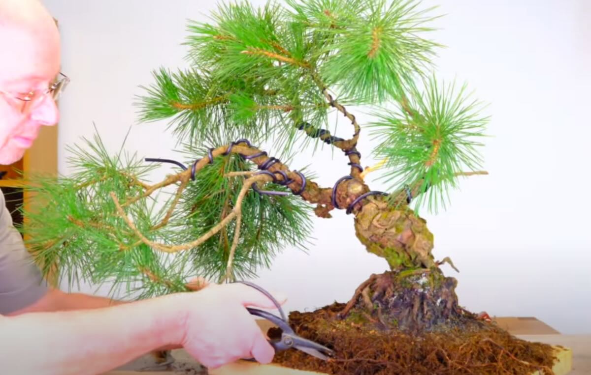 Pruning the roots of this Japanese black pine bonsai tree