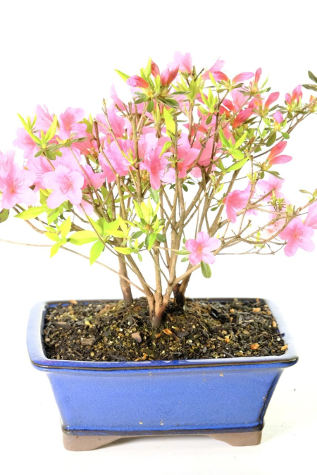 Japanese Crimson Triple Trunked Azalea Bonsai Tree - Profusion of Spring Blooms in Crimson Pink