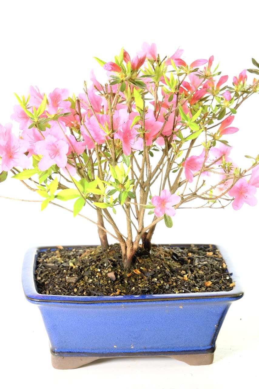 Japanese Crimson Triple Trunked Azalea Bonsai Tree - Profusion of Spring Blooms in Crimson Pink