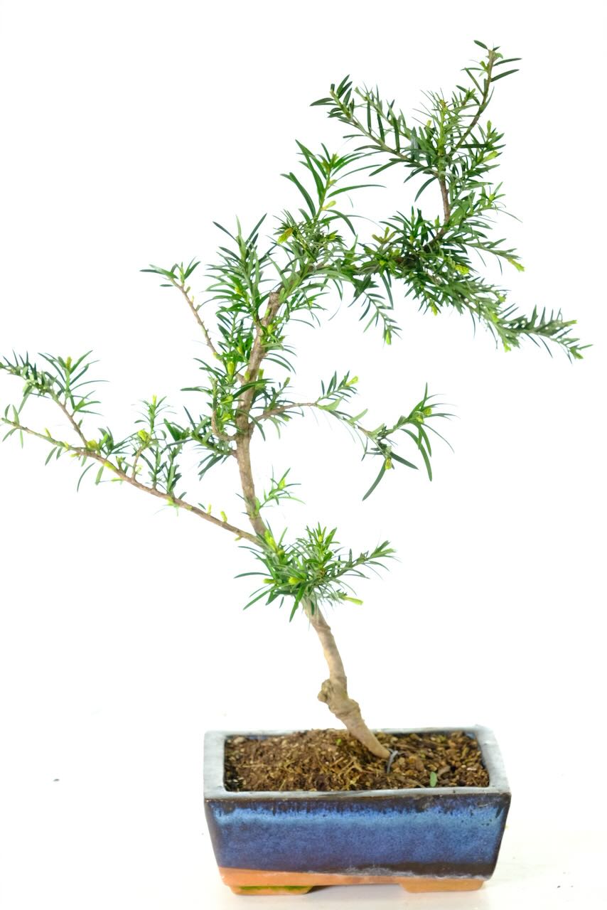 Yew starter bonsai tree for sale