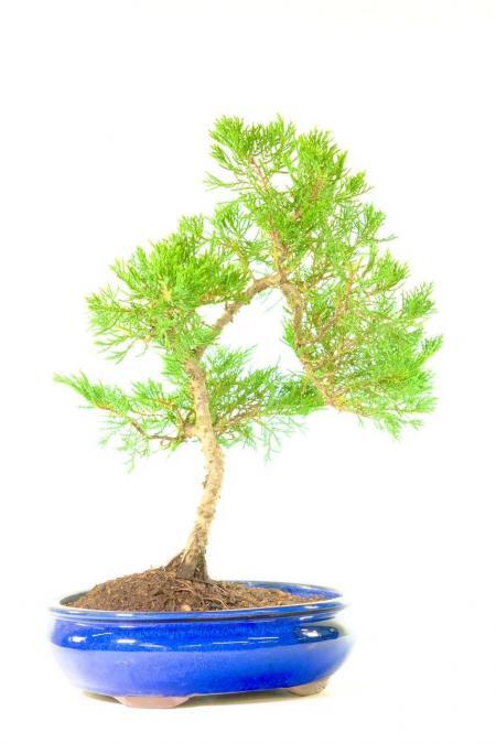 Hardy Chinese Juniper Bonsai Tree | Evergreen Mature Specimen with Highly Refined Design