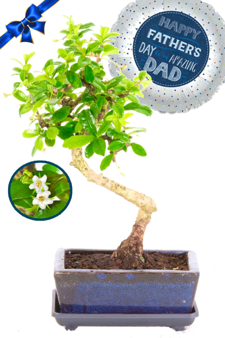 Father's Day Gift - Twisty Flowering S-Shaped Literati-Style Artistic Bonsai Tree