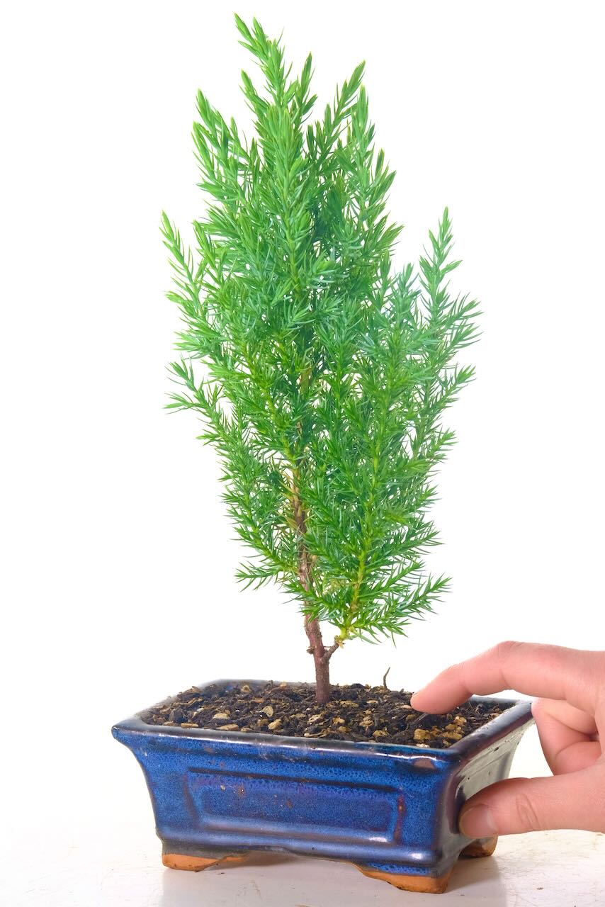 Comes potted in a navy blue ceramic pot