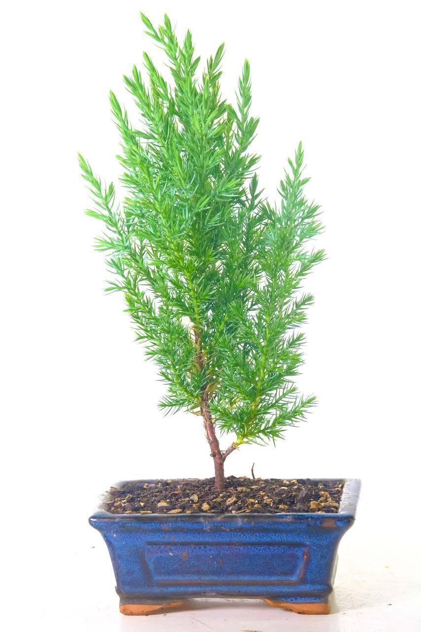 FREE next working day UK delivery is available or you can choose your delivery date!