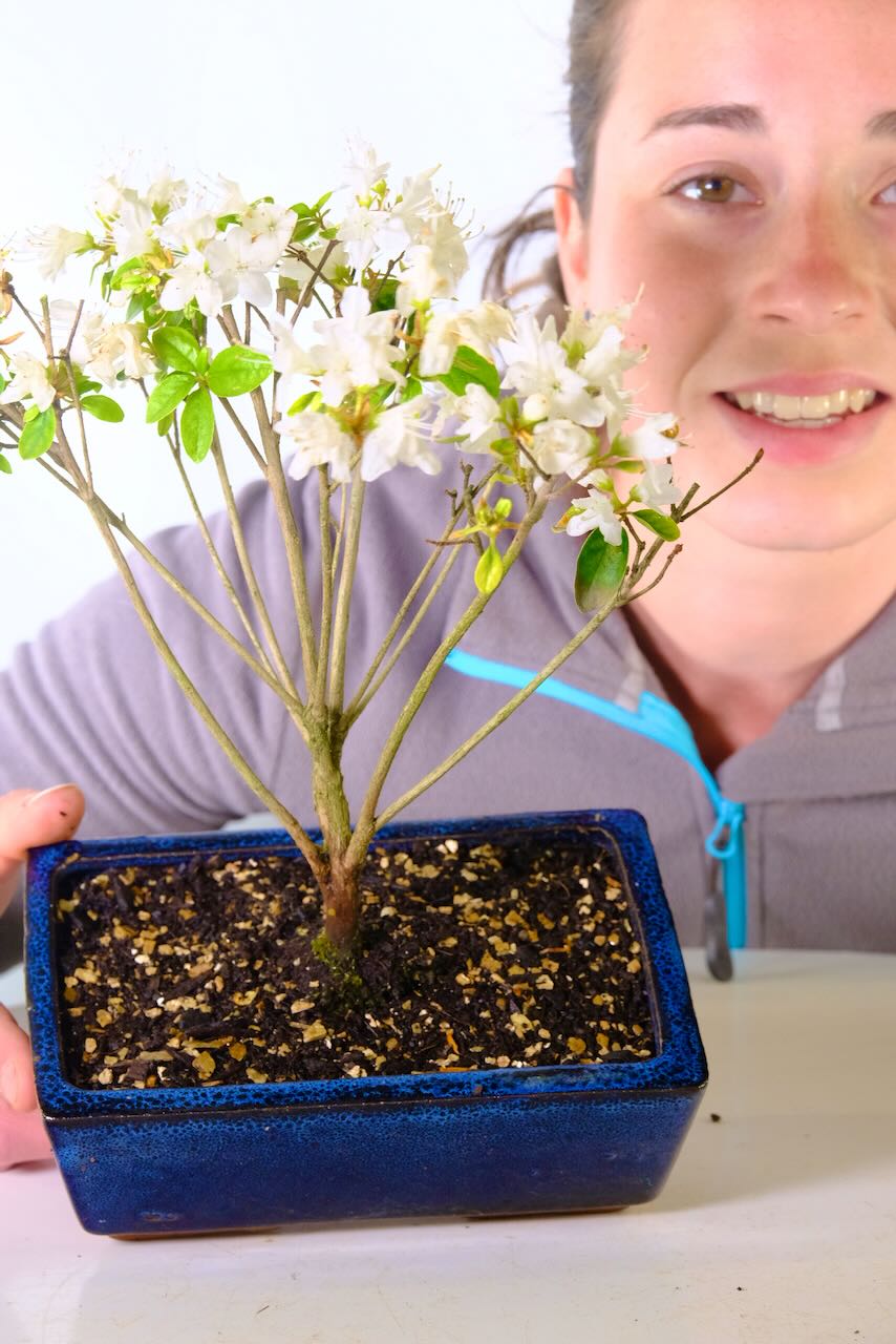 Japanese Hardy Satsuki Azalea Bonsai Tree | Striking White Flowers