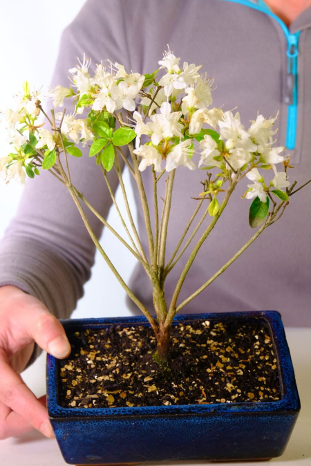 Flowering Japanese Satsuki Starter Bonsai Azalea - White Flowers
