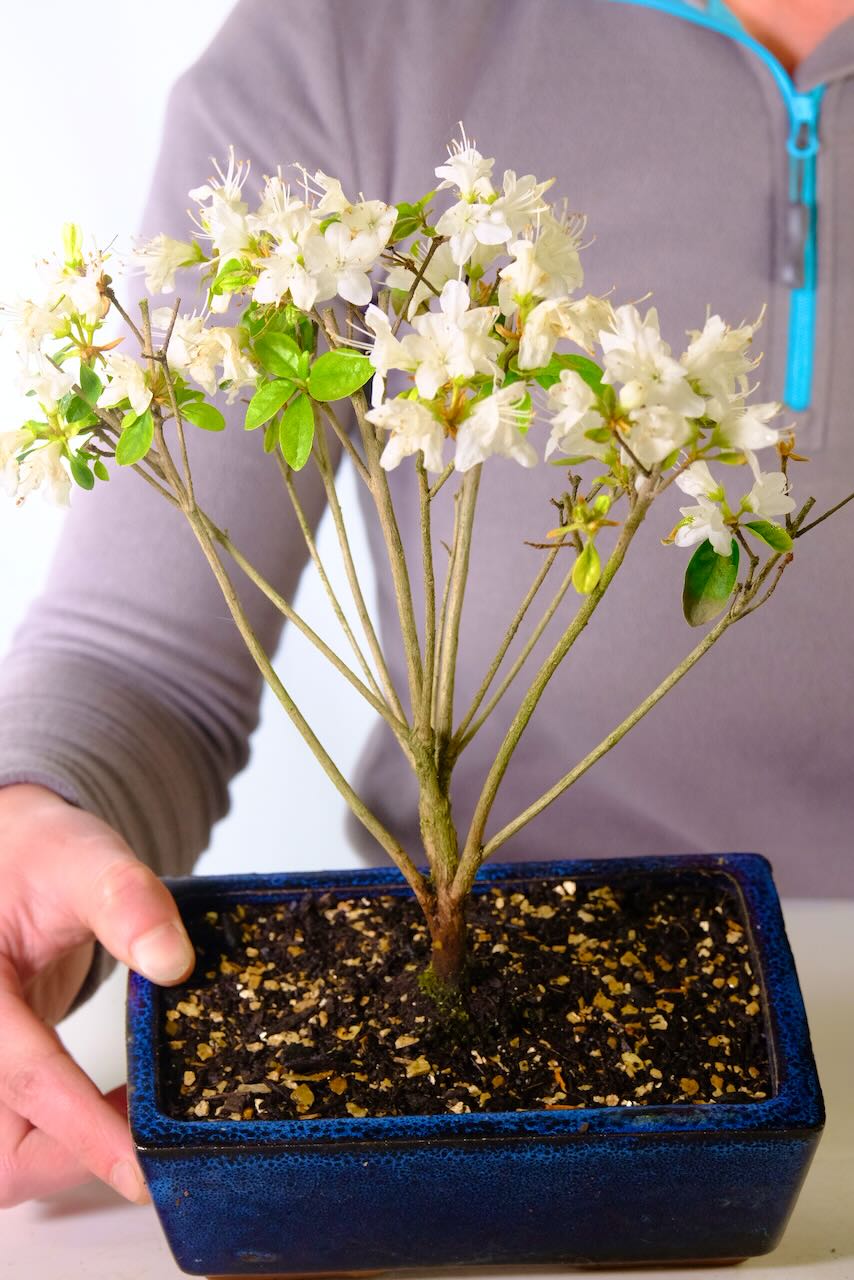 Flowering Japanese Satsuki Starter Bonsai Azalea - White Flowers