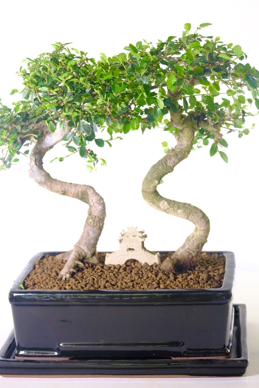 An Oriental temple sits between the shapely trunks of this twin bonsai composition