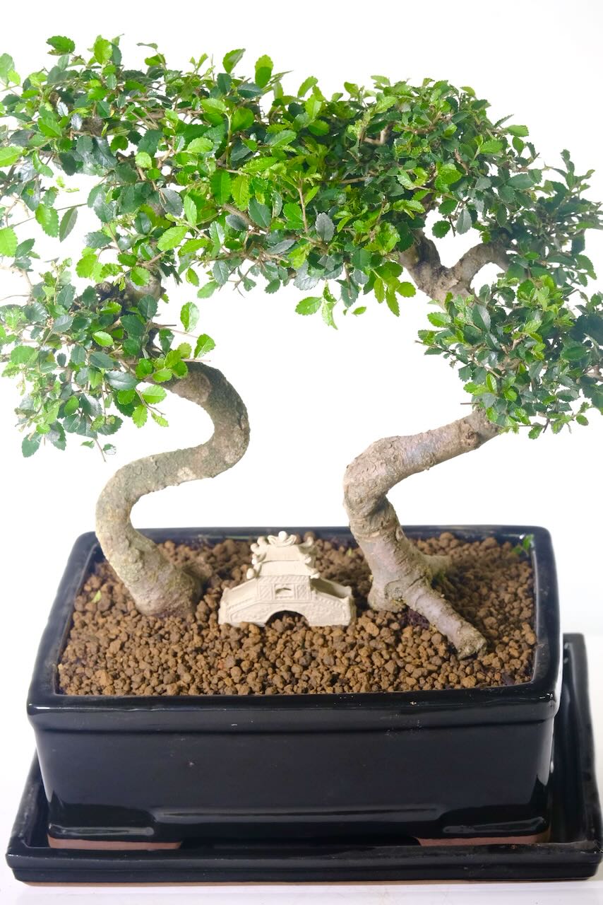 twin bonsai | Neat & Highly refined indoor bonsai Chinese Elm