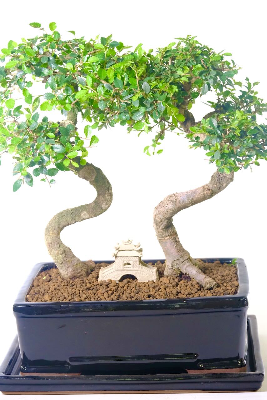 Twin Bonsai Tree | Characteristic Powerful Indoor Chinese Elm Bonsai - Absolutely stunning