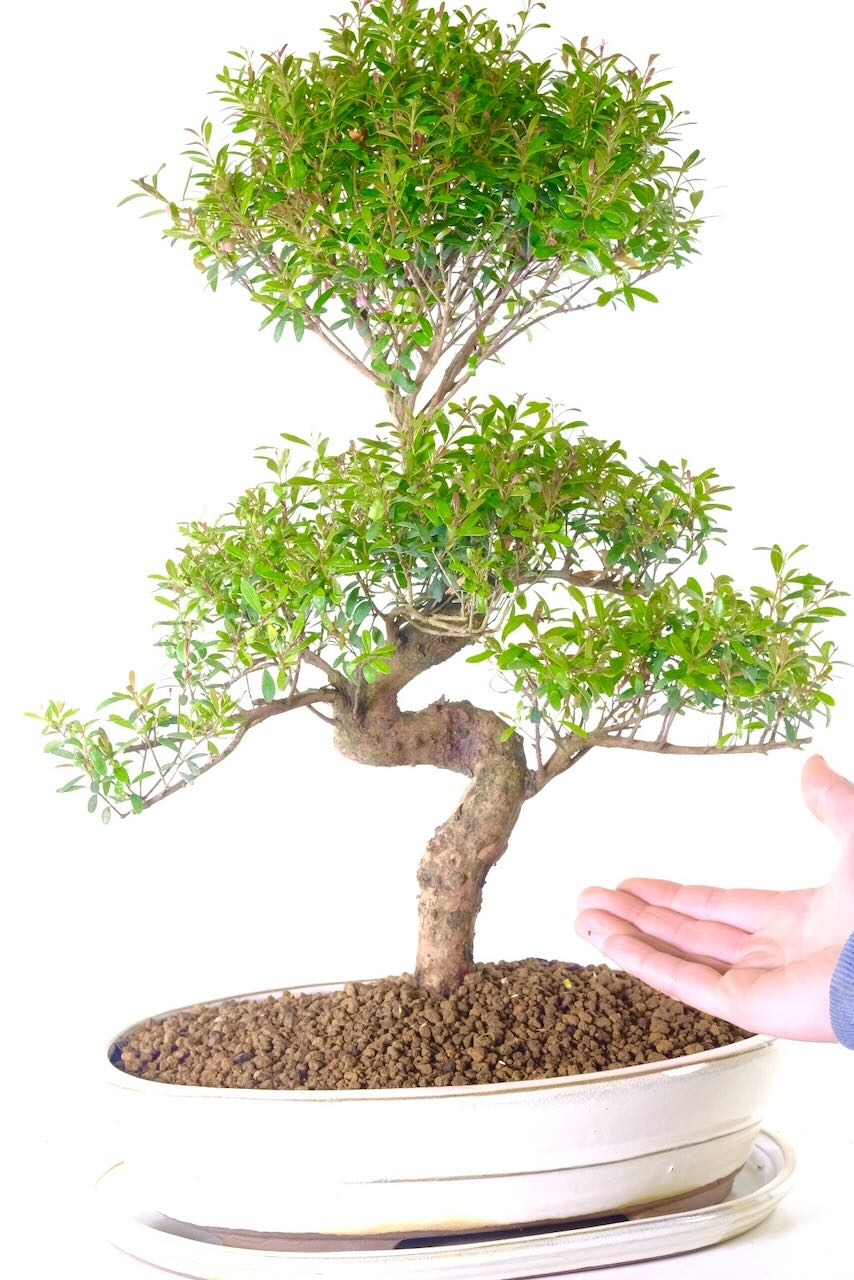 FREE fast delivery available