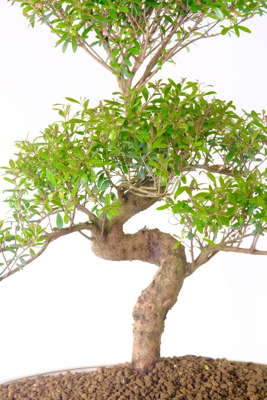close up of the amazing twists in the trunk of this bonsai tree