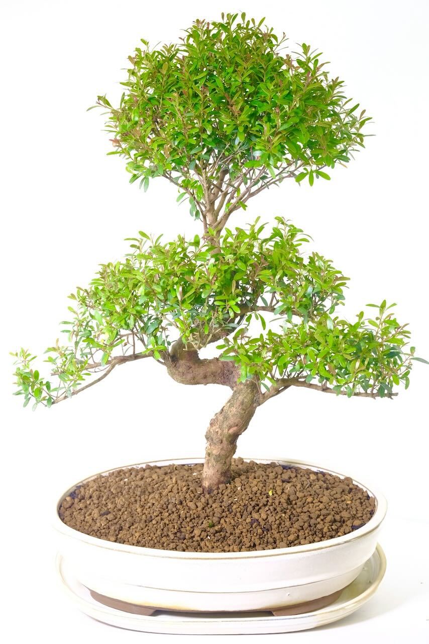 remarkable highly refined syzygium bonsai with beautiful colours