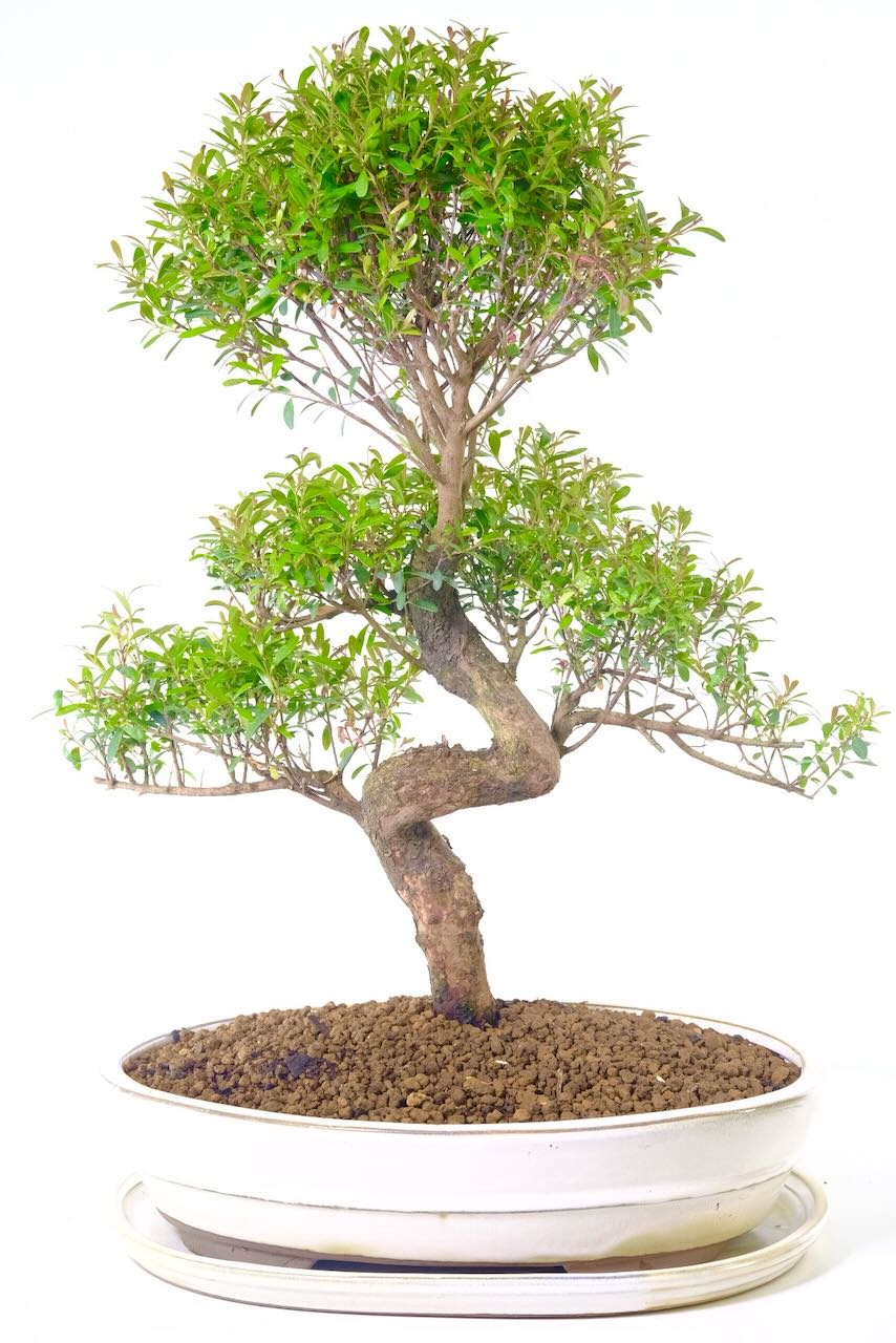 This is the exact flowering and fruiting bonsai which you will receive - truly sensational!