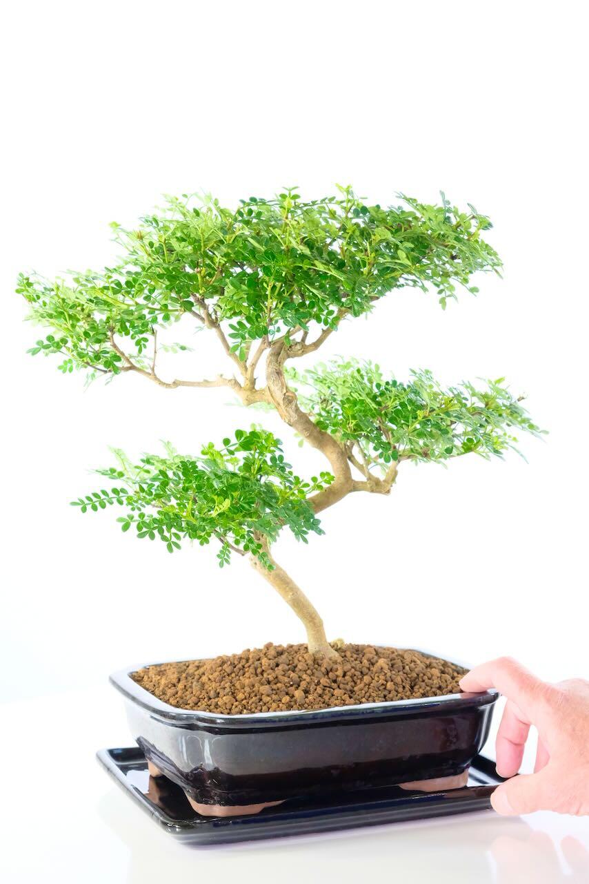 Incredibly styled zanthoxylum bonsai for sale in black pot