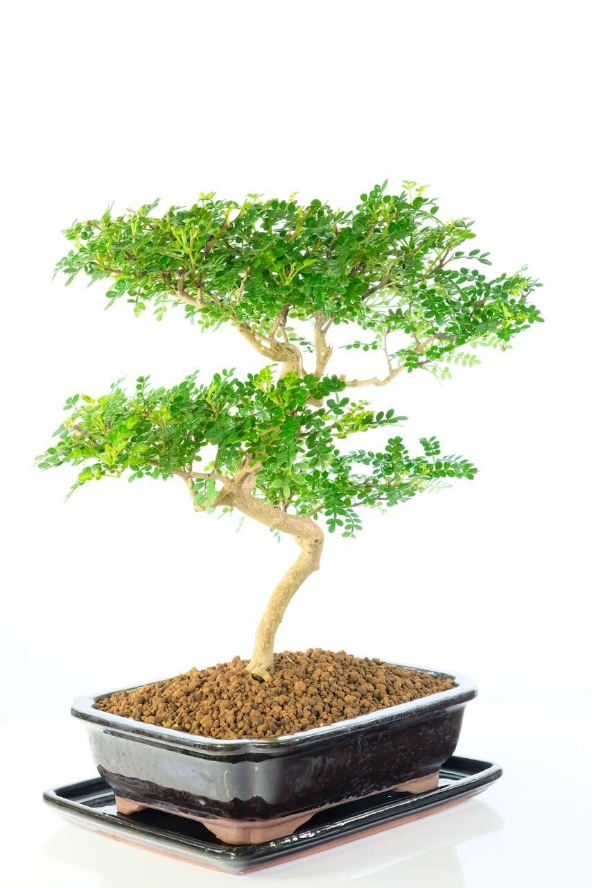 Unique Bonsai Tree for Sale - Aromatic Pepper Tree