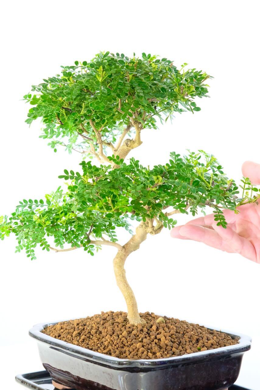 Elegant zanthoxylum bonsai tree with pretty foliage pads