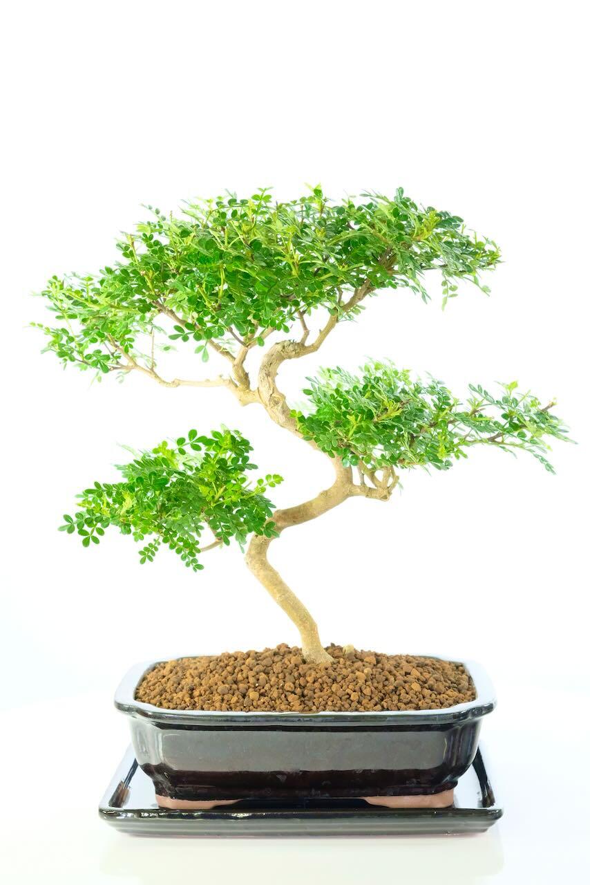 Captivating "Zig Zag" Aromatic Pepper Tree Bonsai | Flowering and Fragrant