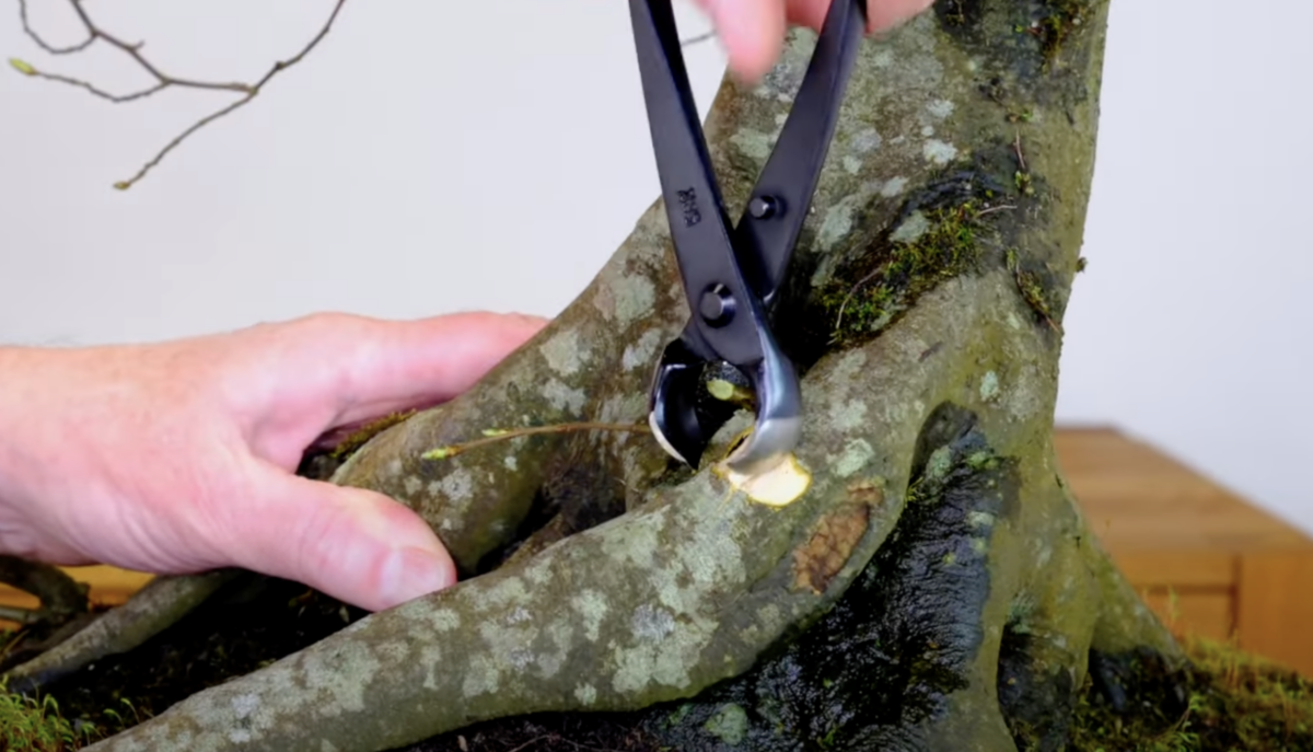 Chipping away to remove the large root