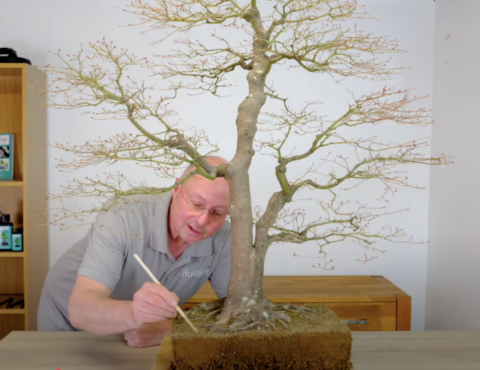 Lloyd working on this impressive & mighty 110 year old Japanese Maple bonsai tree