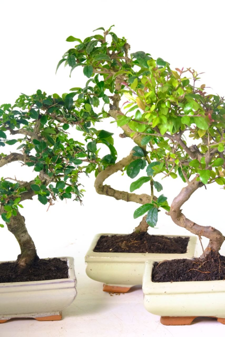 A Bonsai Trio for your Home - Chinese Elm, Flowering Tea Tree & Fruiting Sweet Plum
